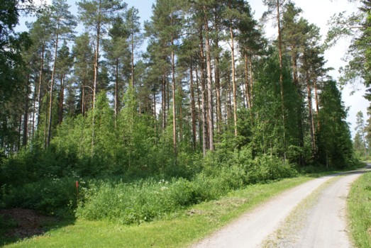 Uudet tontit